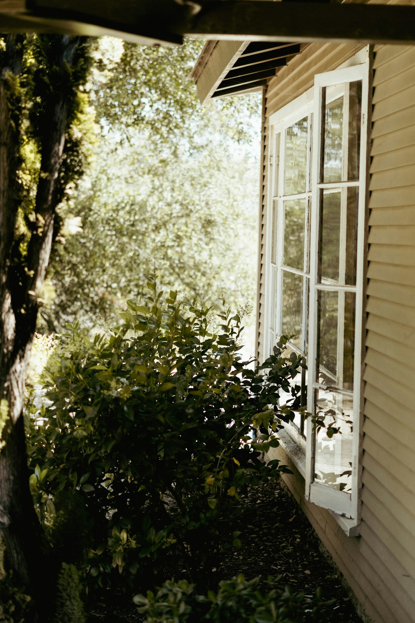 Inspiration photo: sunlit windows and greenery